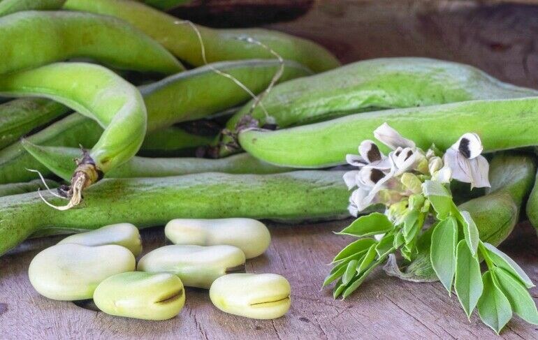 Ackerbohne als alternative Proteinquelle mit grüner Weste