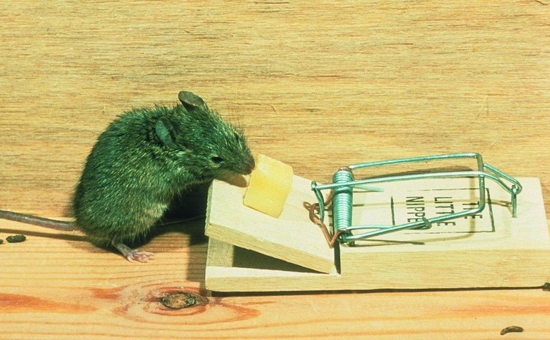 Aus die Maus!
