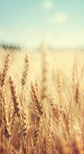 Bioethanolwirtschaft stabilisiert Getreidemarkt