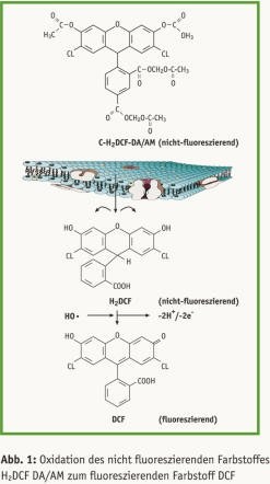 Biologische Wirkanalyse