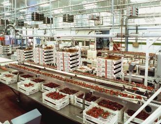 Erdbeeren auf Reisen