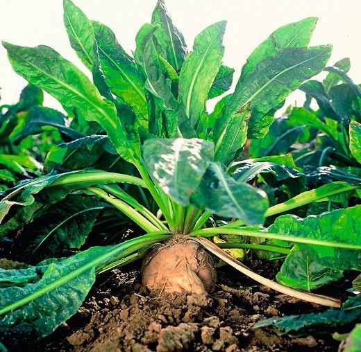 Inulin Orafti für Milchprodukte und mehr