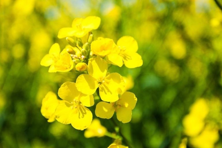 Sternchemie setzt auf Alternativen zu Soja