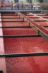 Tomaten frisch verpackt