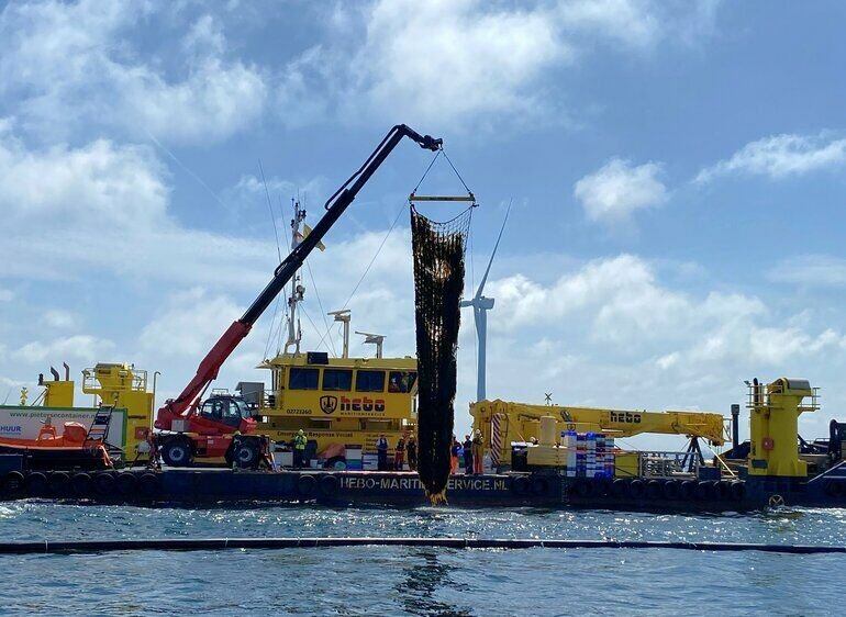 Weltweit erste Algenernte in Offshore-Windpark