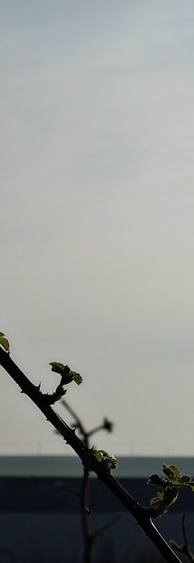 Blanchieren in der Gemüseverarbeitung: Grundlagen, Verfahren und Anlagenauswahl